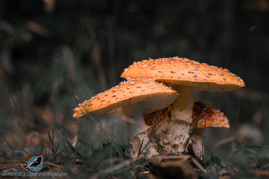 Tut Tut Looks Like&nbsp;Rain